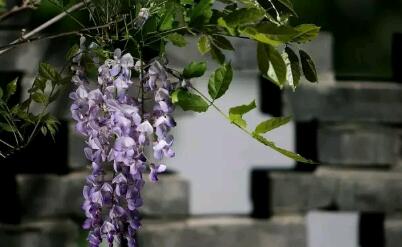 青石墙上的紫藤花